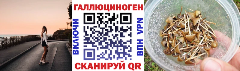 где продают   Ветлуга  МЕГА зеркало  Псилоцибиновые грибы мицелий 